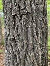 Tree Identification. Tree Bark. Mockernut Hickory. Carya Tomentosa Royalty Free Stock Photo