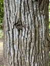 Tree Identification. Bark. Pedunculate Oak. Quercus Robur Royalty Free Stock Photo