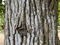 Tree Identification. Bark. Pedunculate Oak. Quercus Robur Royalty Free Stock Photo