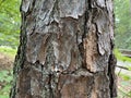 Tree Identification. Tree Bark. Pitch Pine. Pinus Rigida Royalty Free Stock Photo