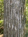 Tree Identification. Bark. September Elm. Ulmus Serotina Royalty Free Stock Photo