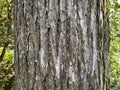Tree Identification. Bark. September Elm. Ulmus Serotina Royalty Free Stock Photo
