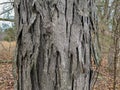 Tree Identification. Bark. Shagbark Hickory. Carya ovata