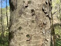 Tree Identification. Bark. Yellow Buckeye. Aesculus Flava