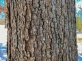 Tree Identification: Black Oak. Quercus velutina