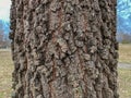 Tree Identification: Blackjack Oak Quercus marilandica
