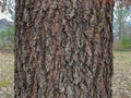 Tree Identification: Cherrybark Oak Quercus pagoda