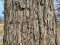 Tree Identification: Chinquapin Oak Quercus muehlenbergii Royalty Free Stock Photo