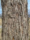 Tree Identification: Chinquapin Oak Quercus muehlenbergii Royalty Free Stock Photo