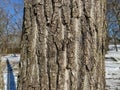 Tree Identification: Eastern Cottonwood. Poplus deltoides Royalty Free Stock Photo