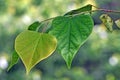 Tree Identification: Eastern Redbud Tree Leaf
