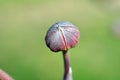 Tree Identification. Flower Bud. Flowering Dogwood. Cornus florida Royalty Free Stock Photo