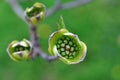 Tree Identification. Flower Bud. Flowering Dogwood. Cornus florida Royalty Free Stock Photo