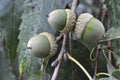 Tree Identification. Fruit. Chinkapin Oak. Quercus Muehlenbergii