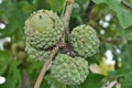 Tree Identification. Fruit. Overcup Oak. Quercus Lyrata Royalty Free Stock Photo