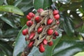 Tree Identification. Fruit. Southern Magnolia. Magnolia Grandiflora