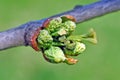 Tree Identification: Ginkgo Tree Leaf