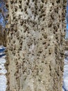 Tree Identification: Hackberry. Celtis occidentalis