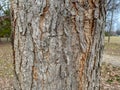 Tree Identification: Kentucky Coffeetree Gymnocladus dioicus