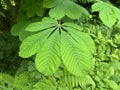 Tree Identification. Leaf. Horse Chestnut. Aesculus hippocastanum