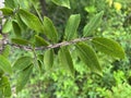 Tree Identification. Leaf. Winged Elm Royalty Free Stock Photo