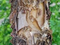 Tree Identification: River Birch. Betula nigra
