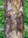 Tree Identification: River Birch. Betula nigra