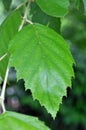 Tree Identification: River Birch Tree Leaf