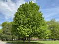 Tree Identification. Tree Size. Sugar Maple. Acer saccharum
