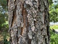 Tree Identification. Tree Bark. Longleaf Pine. Pinus Paulustris Royalty Free Stock Photo