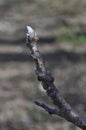 Tree Identification. Twig. Black Walnut. Juglans Nigra