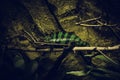Tree iguana Royalty Free Stock Photo