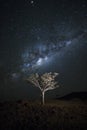 A tree under the Milky Way Royalty Free Stock Photo