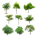 Tree collection set isolated on white background Royalty Free Stock Photo