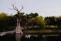 Tree impacted by lightning, tree burned and dried on a beautiful river