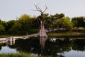 Tree impacted by lightning, tree burned and dried on a beautiful river