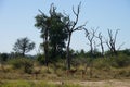 Tree with Impalas Swaziland National Park