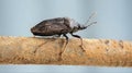 tree insects Royalty Free Stock Photo