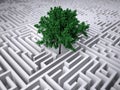 Tree inside endless labyrinth Royalty Free Stock Photo