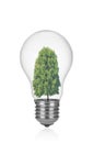 Tree inside of the light bulb isolated on white background Royalty Free Stock Photo