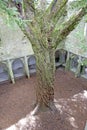 The tree inside the Muckross abbey, Ireland Royalty Free Stock Photo