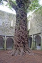 The tree inside the Muckross abbey, Ireland Royalty Free Stock Photo