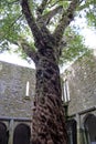 The tree inside the Muckross abbey, Ireland Royalty Free Stock Photo