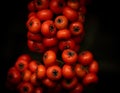 Tree With Intense Red Fruits, Beautiful Cluster Of Grateus