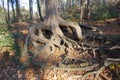 Tree with interesting root braid in eifel, germany . Extremely gnarled roots above the ground . Weird asthetic roots .