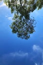 Tree Invert and Sky Royalty Free Stock Photo