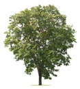 tree isolate on white Royalty Free Stock Photo