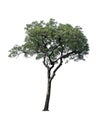 Tree isolate on white background with clipping path Royalty Free Stock Photo