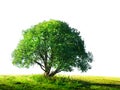 Tree isolated