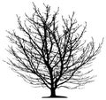 Tree isolated